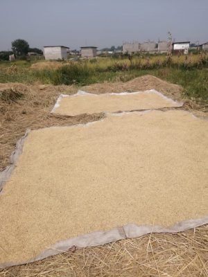 Les grains de riz sèchent sur les voiles