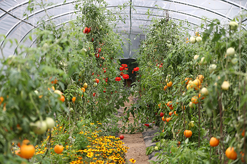 Tomatoes and herbs in a greenhouse.