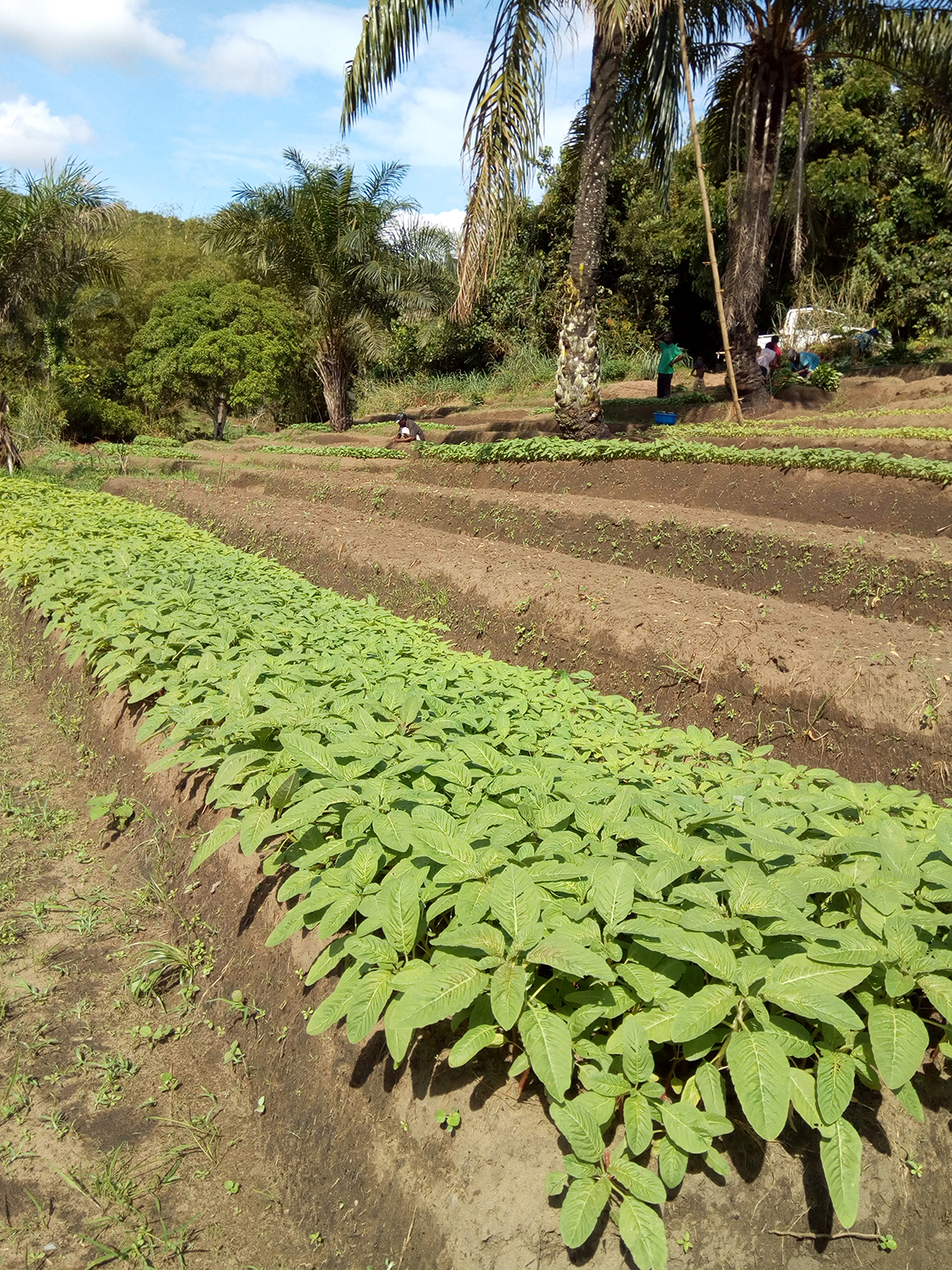 Plantation en Afrique, champ cultivé à l’avant-plan, palmiers et agriculteurs à l’arrière-plan